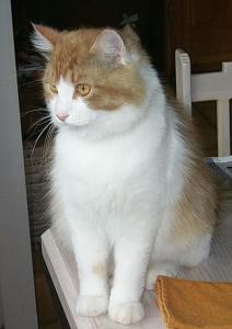 Taffy