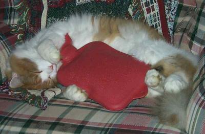 Taffy Kitty